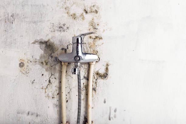 Best Mold Removal Process  in Mount Airy, GA