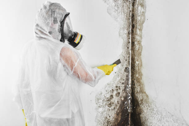 Best Mold Testing  in Mount Airy, GA
