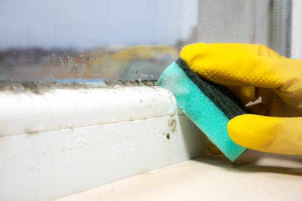 Best Attic Mold Removal  in Mount Airy, GA