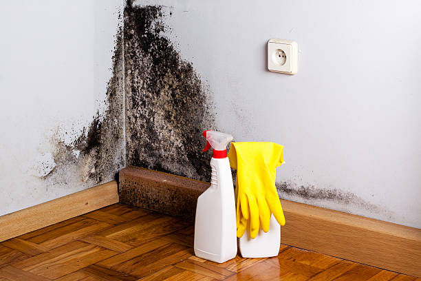 Best Home Mold Removal  in Mount Airy, GA