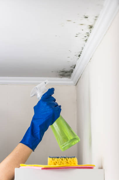 Best Professional Mold Removal  in Mount Airy, GA
