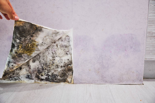 Best Toxic Mold Removal  in Mount Airy, GA